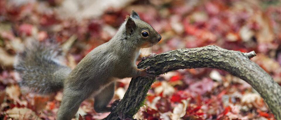 How to Keep Squirrels Out of Chicken Feed