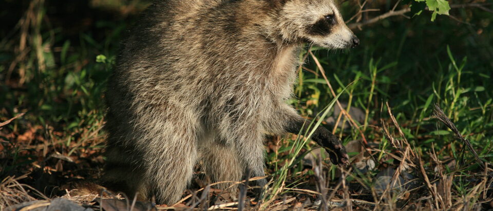 Raccoon seen in Hugh Taylor Birch State Park.