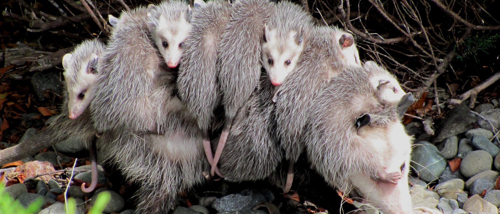Didelphis virginiana with young