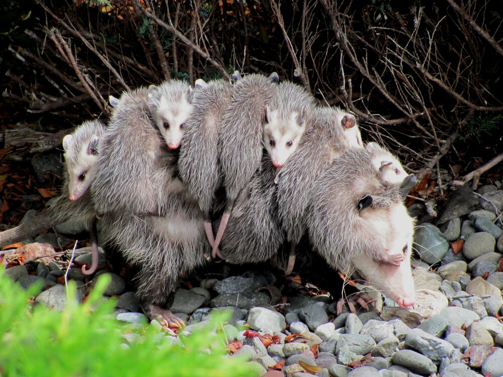 Young opossums on their mother's back