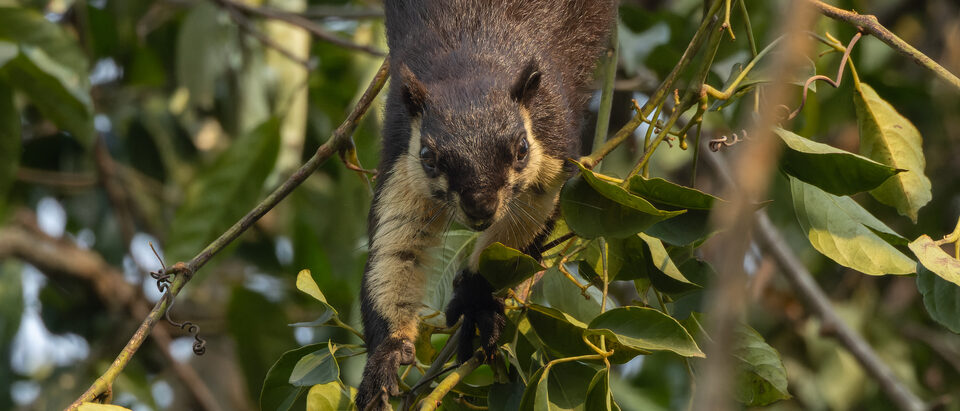 How to Repair Squirrel-Damaged Insulation