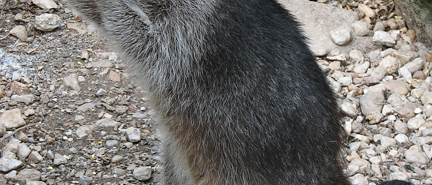 Beschreibung: Nordamerikanische Waschbär (Procyon lotor) / raccoon
Fotograf: Dar