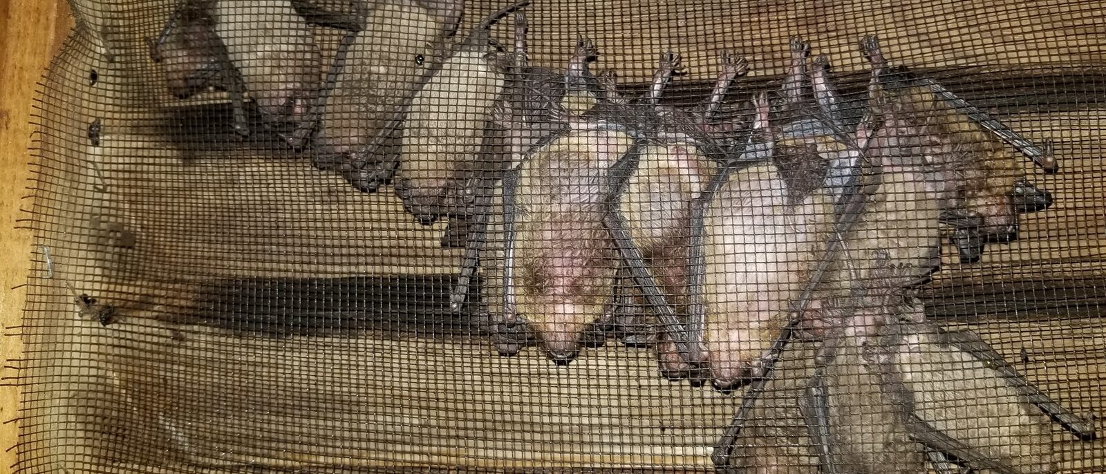 Free-tailed bats roosting behind a screen