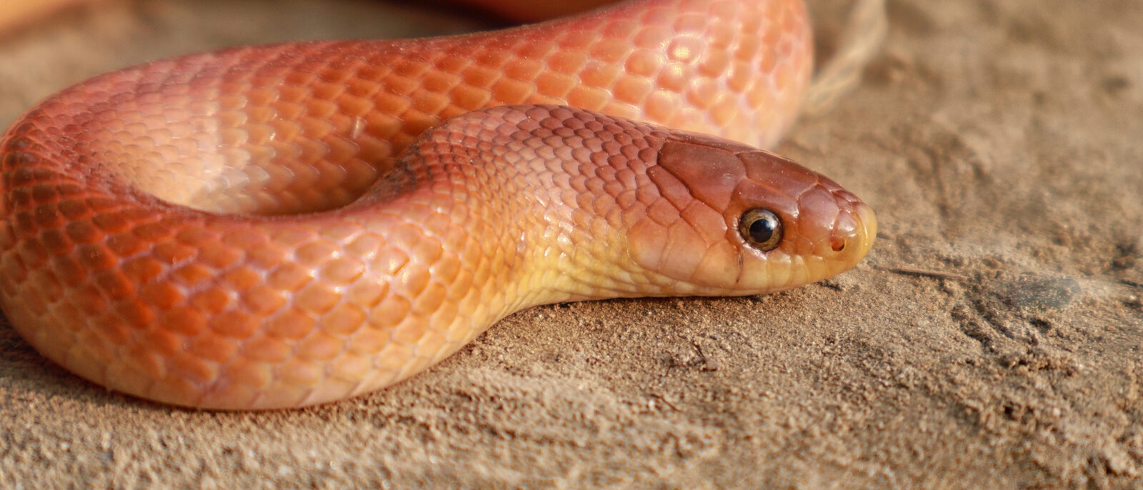 Oligodon kheriensis, also known as the coral red kukri snake, is a Kukri snake t