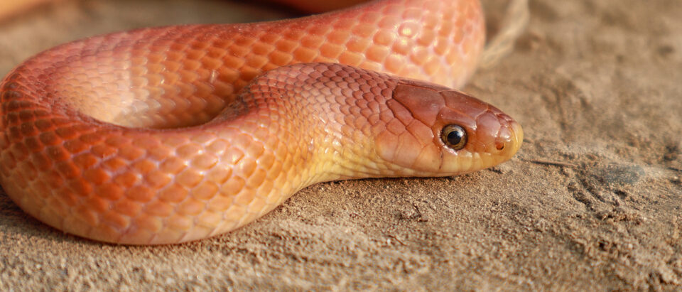 Is Snake Away Toxic to Dogs?