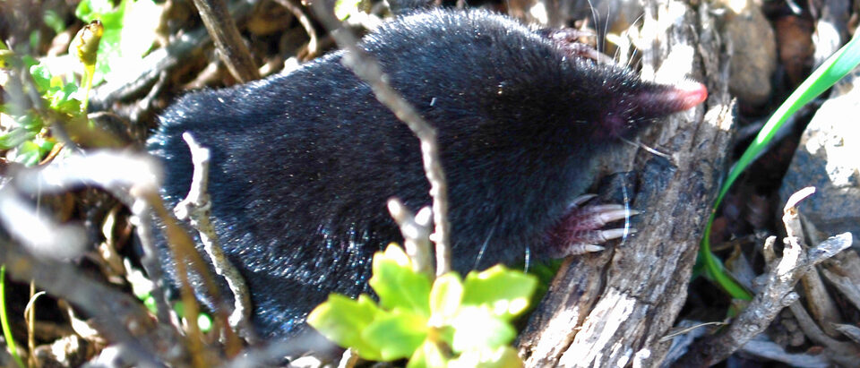 Mole in the House: What to Do