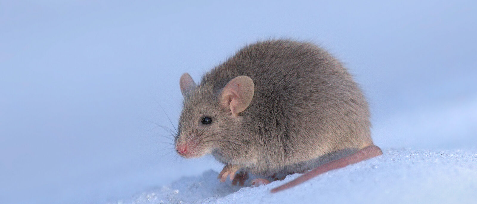 Mus musculus