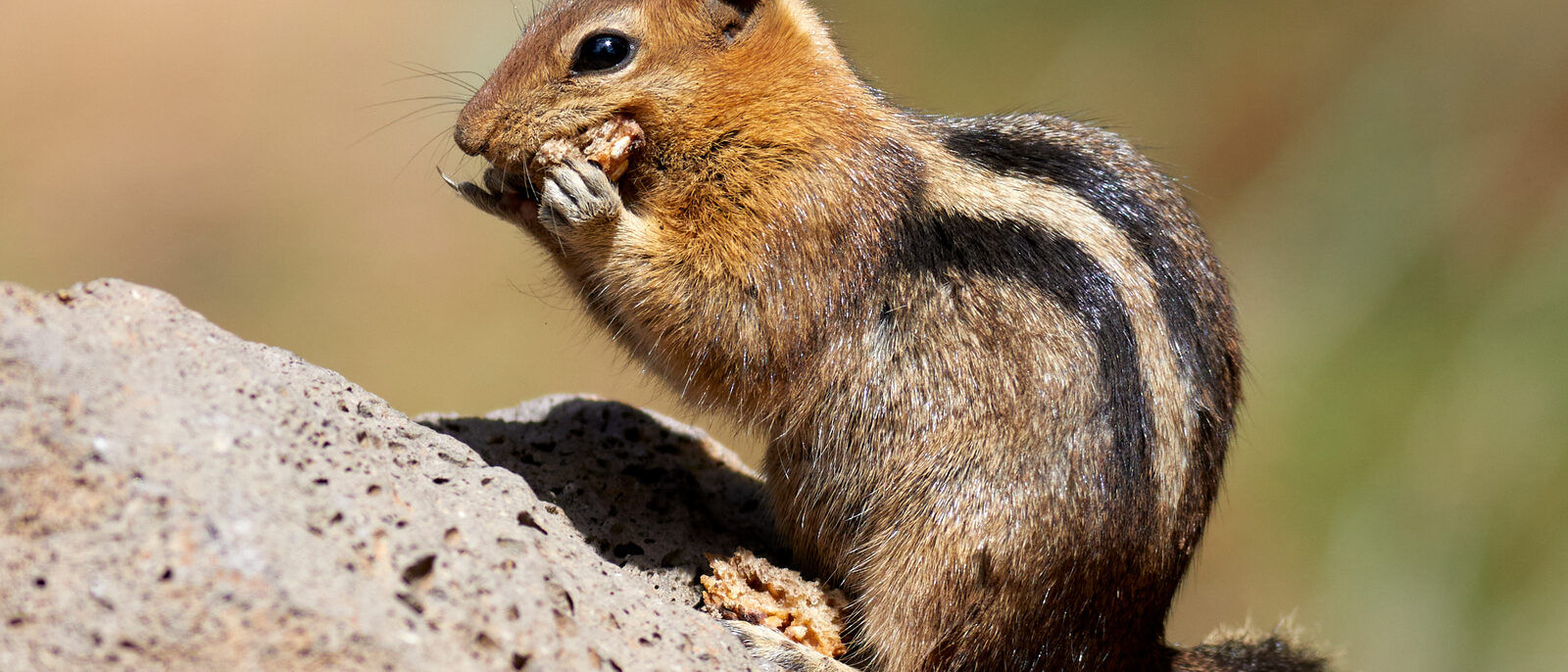 Golden-mantled ground squirrel (Callospermophilus lateralis) sitting on a rock e