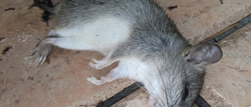 Mouse Removal Cost: What to Expect