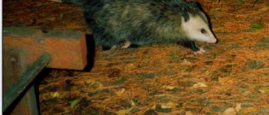 Natural Possum-Deterrent Plants for Your Garden