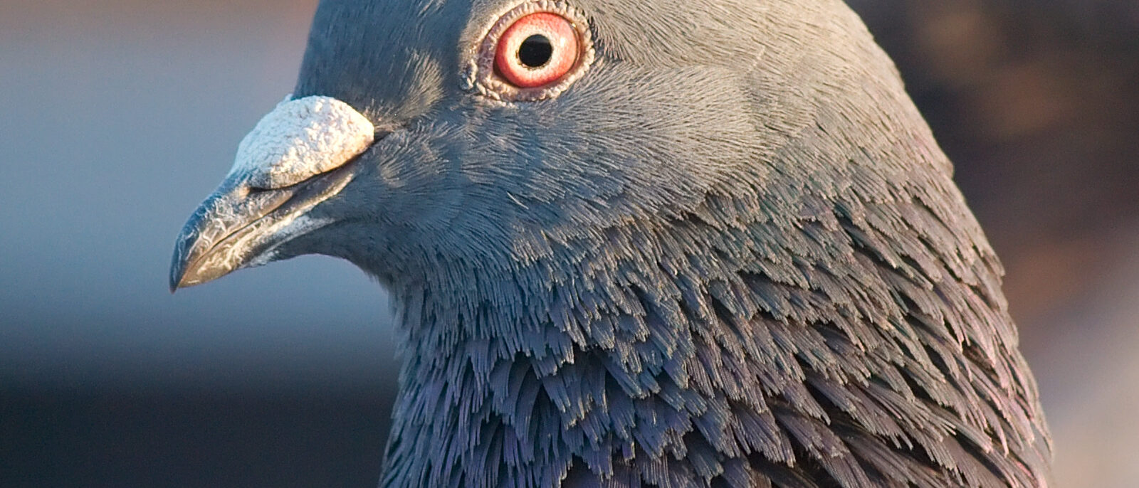 A feral rock pigeon (Columba livia), taken in Santa Barbara, California, USA.