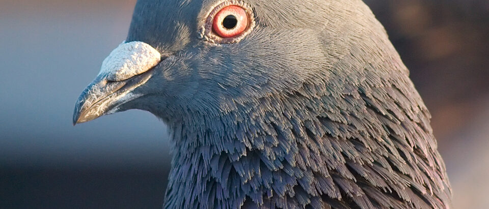 Pigeon Control Spikes: What to Look For and How to Install