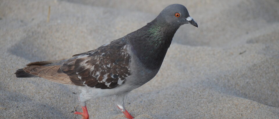 Pigeon Removal Cost: What to Expect