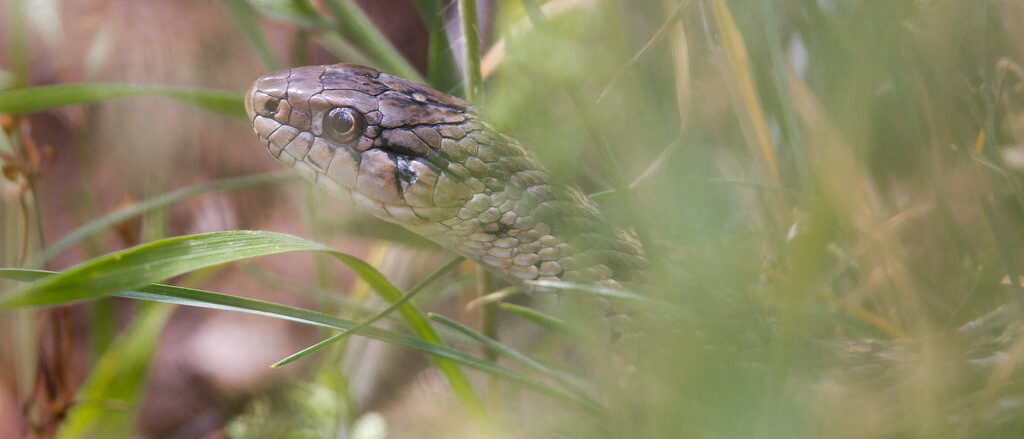 Wandering garter snake