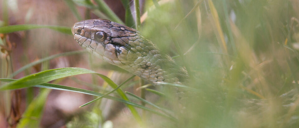 10 Plants That Repel Snakes: Discover which Ones Work!
