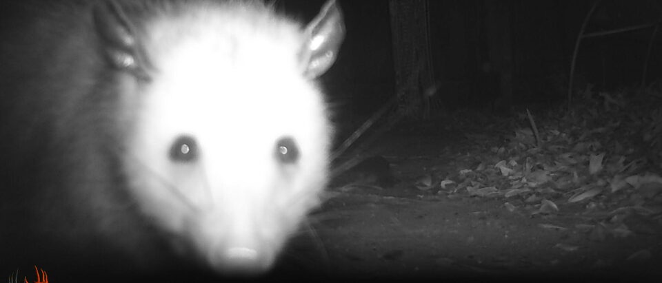 Playing Dead Possum in Your Yard: What to Do
