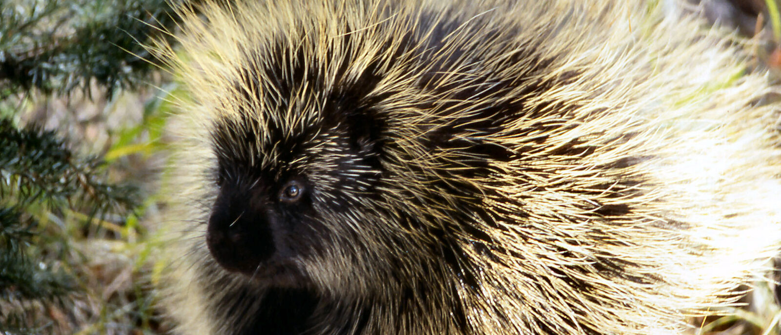 North American porcupine (Erethizon dorsatum)