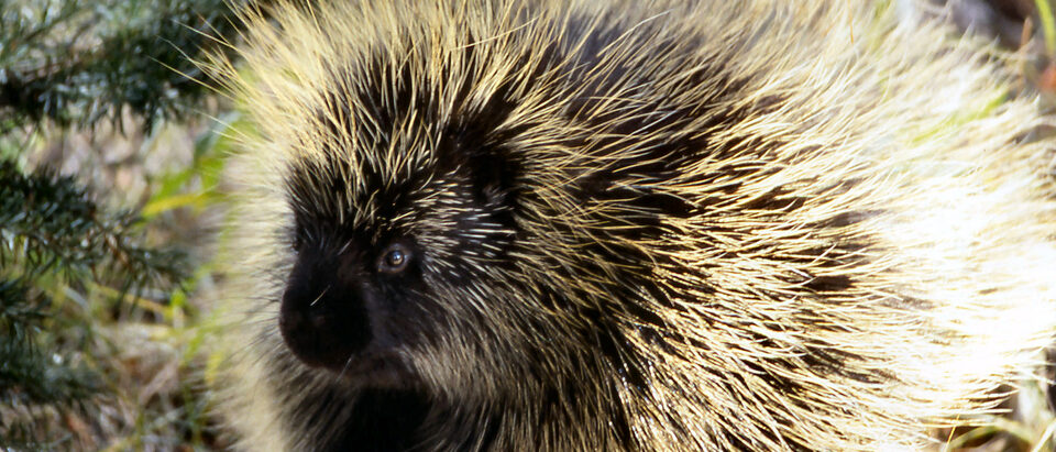 Porcupine Removal: How to Get Rid of a Porcupine