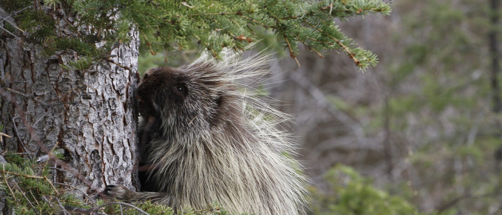 Porcupine climbing white spruce in riparian forest along Kanuti River.
Credit: Ronan Dugan/USFWS