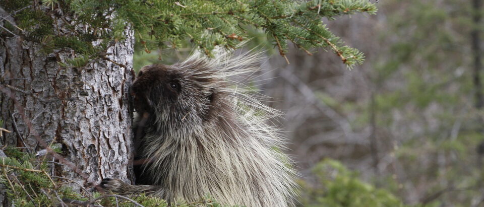 Porcupine Removal Cost: What to Expect