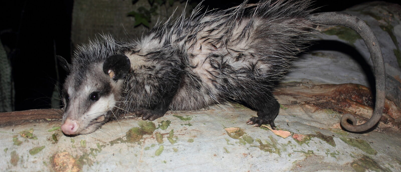 North Mexican Virginia Opossum (Didelphis virginiana ssp. californica). Subspecies of mammal.