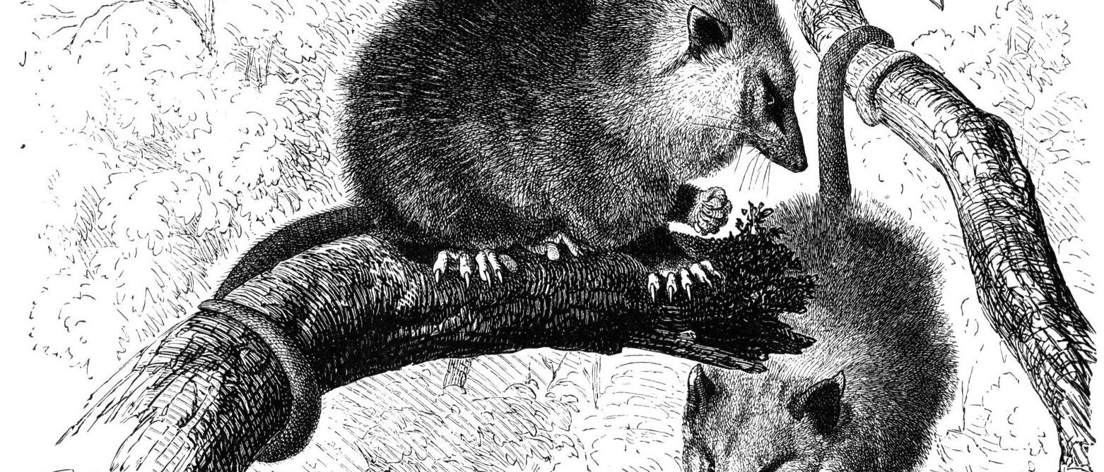 "Virginia opossum, Didelphis virginiana Kerr. 1/3 natural size."