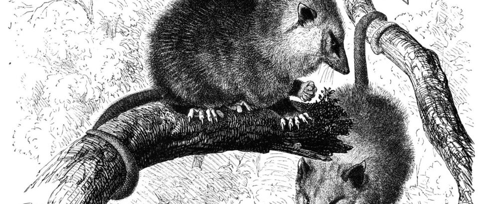Possum in the Attic: How to Remove It