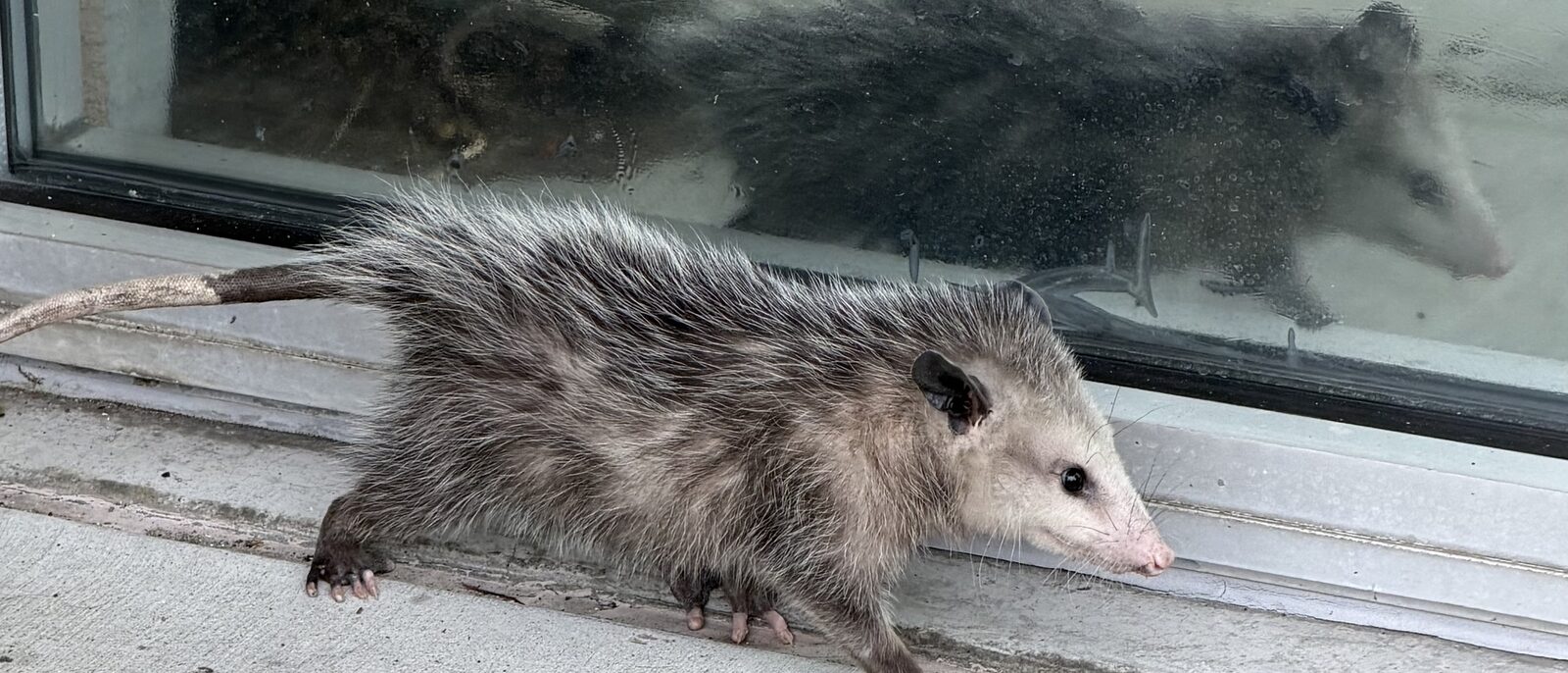 Opossum at a sliding glass door