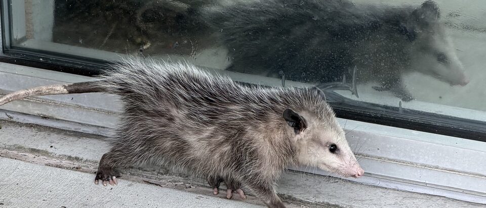 Possum in the House: What to Do