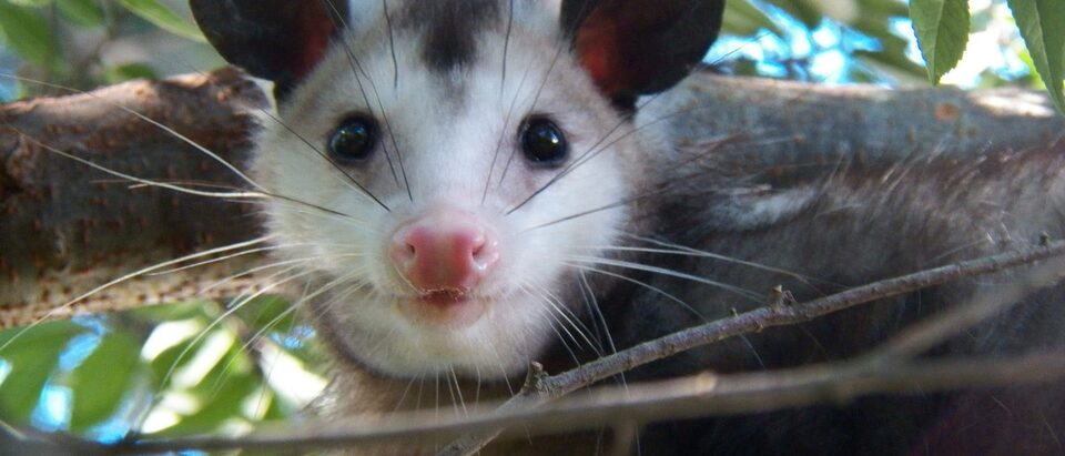 Possum in the Wall: What to Do
