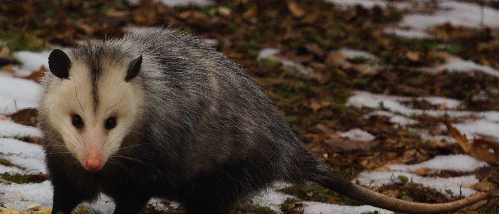 Virginia Opossum