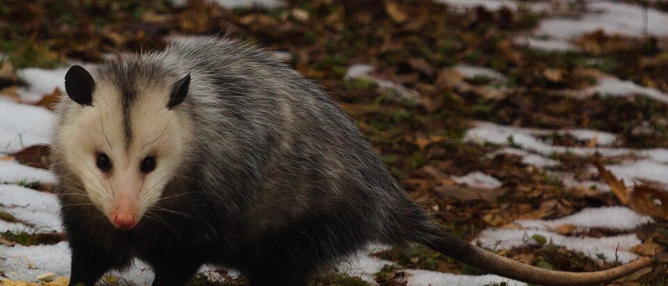 Possum-Proof Your Attic This Weekend: Simple Steps