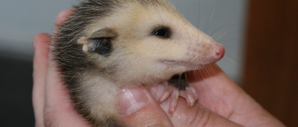 Possums in Your Backyard: The Pros and Cons