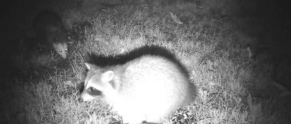 Possums vs Rats in Your Attic: How to Tell the Difference
