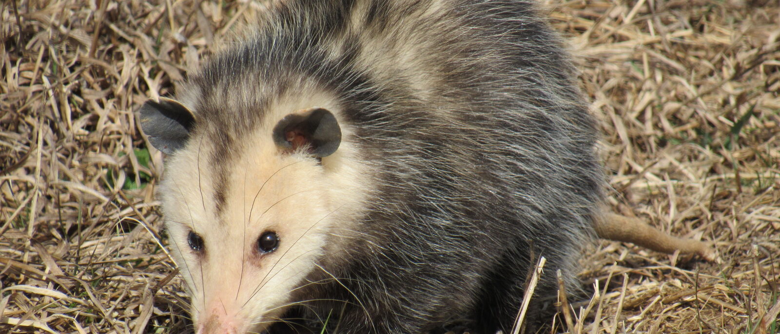 Virginia opossum during daytime