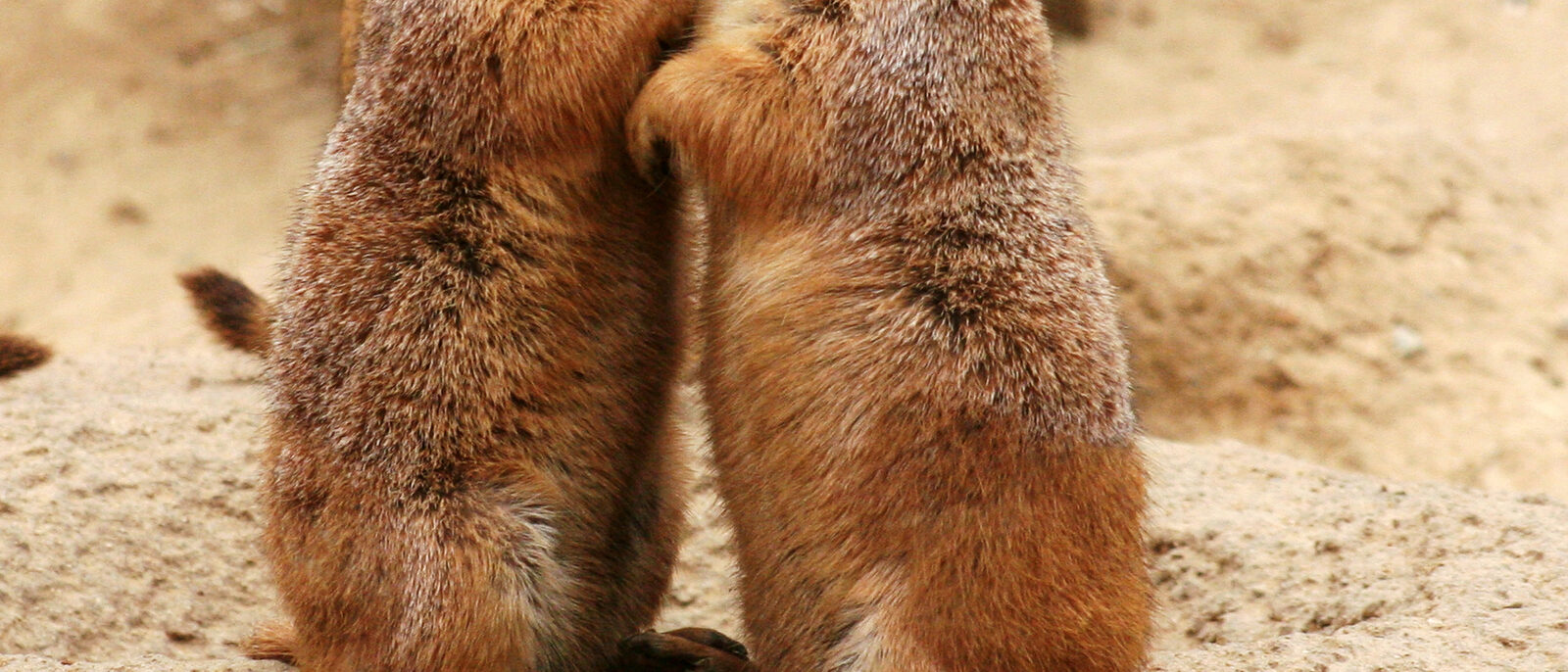 Kissing Black-tailed Prairie Dogs (Cynomys ludovicianus).