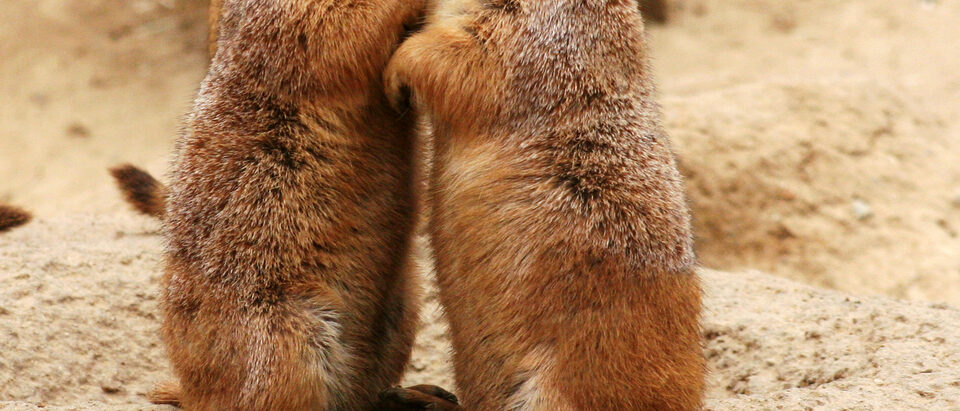 Prairie Dog Removal Cost: What to Expect