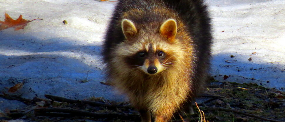Raccoon (Procyon lotor), also said Common Raccoon or Northern Raccoon, Mont Roy