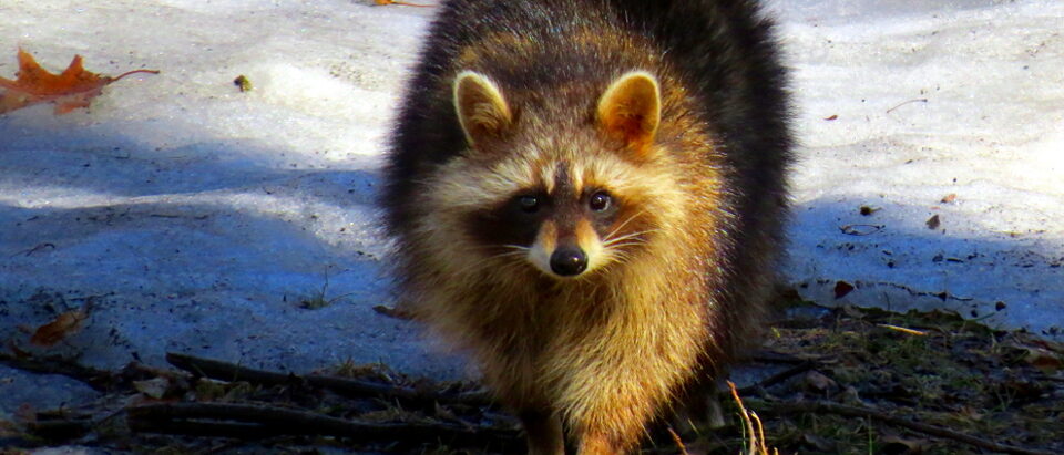 Raccoon (Procyon lotor), also said Common Raccoon or Northern Raccoon, Mont Roy