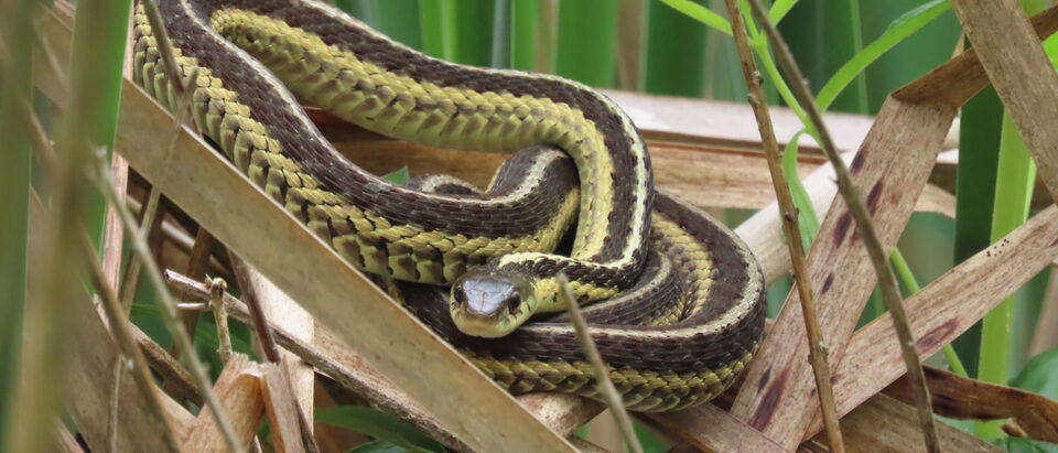 7 Proven Snake Barriers That Keep Gardens Safe