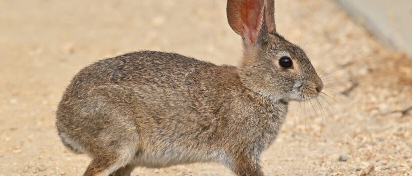 Brush Rabbit (Sylvilagus bachmani) in the United States