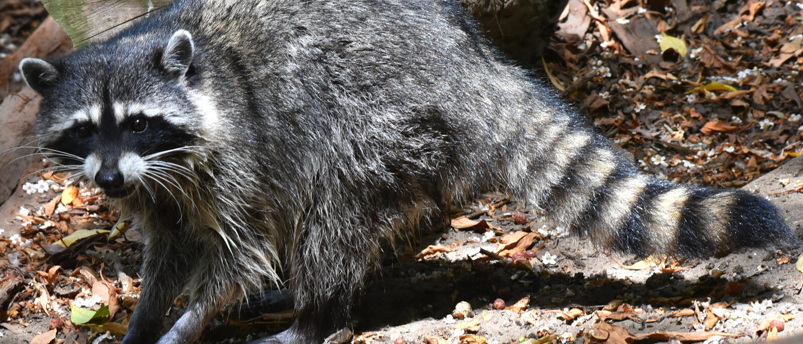 Raccoon Procyon lotor