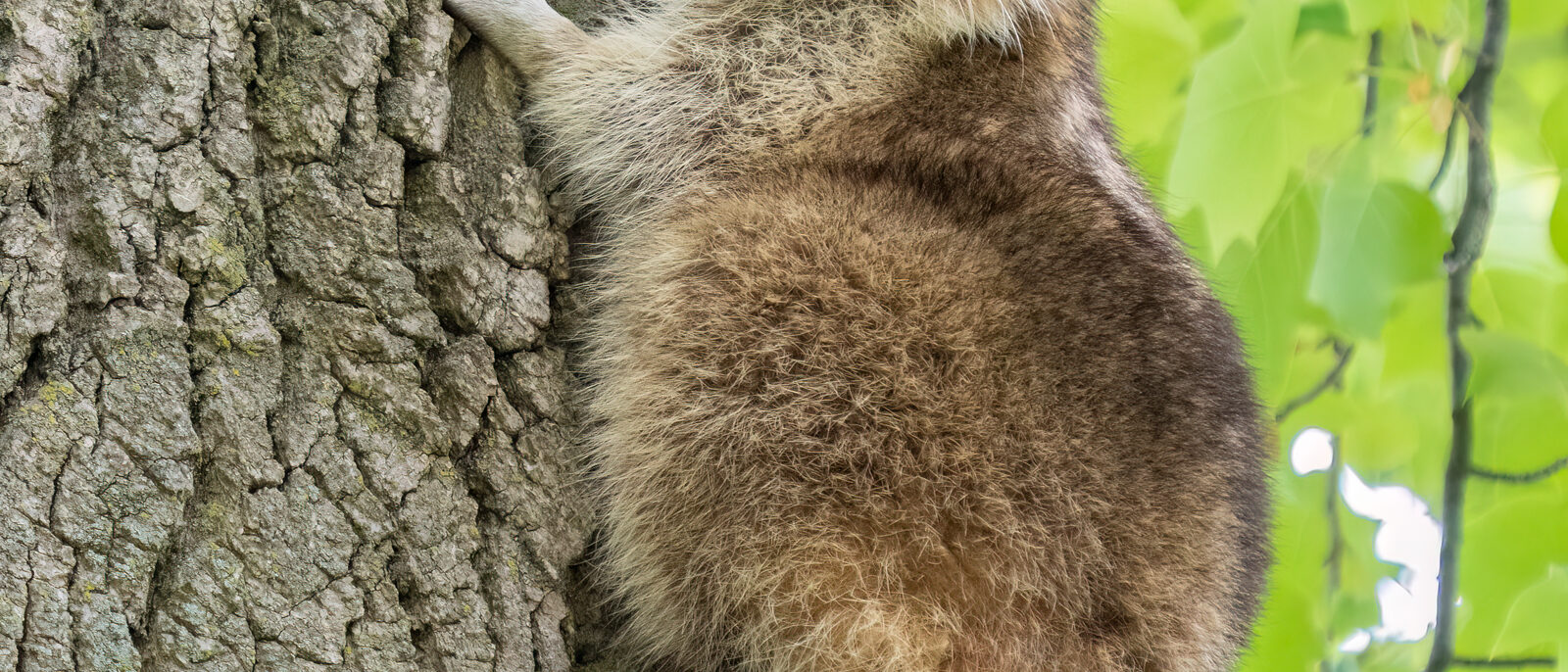 Raccoon climbing a tree