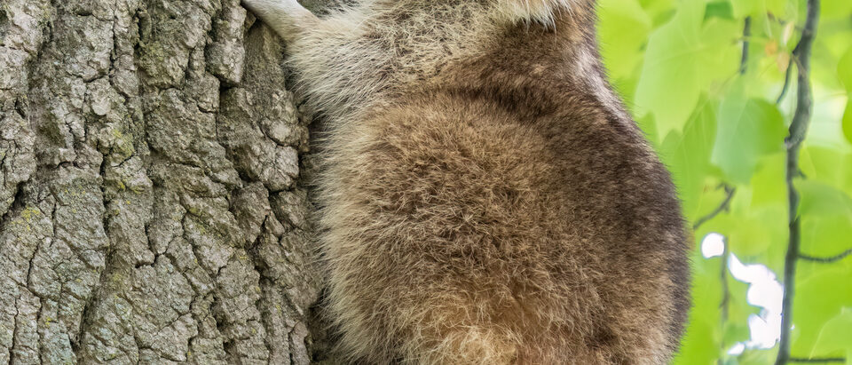 Raccoon climbing a tree