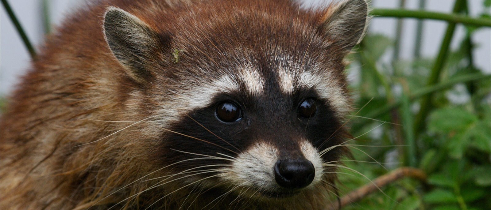Raccoon (Procyon lotor)