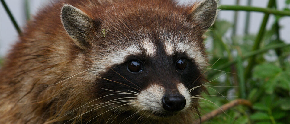 Raccoon (Procyon lotor)