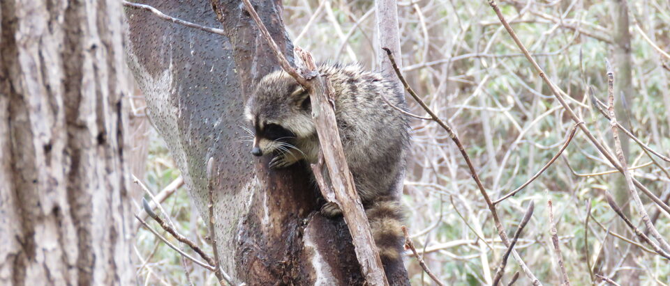 A raccoon in a tree at Noboribetsu Onsen, Hokkaido, Japan.