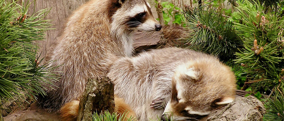 Procyon lotor RACCOON. Zoo am Meer.