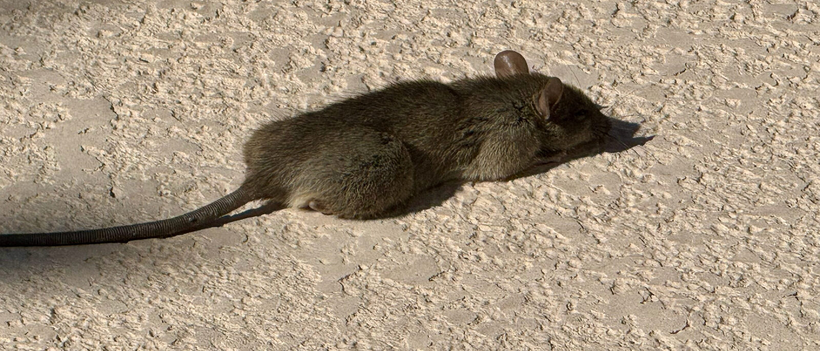 Roof rat on a pale surface