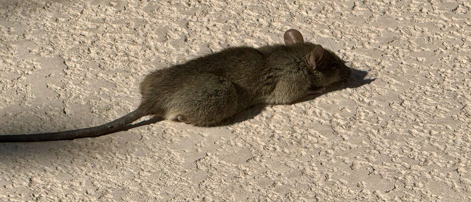 Rat in the Attic: Signs, Removal, and Prevention Guide